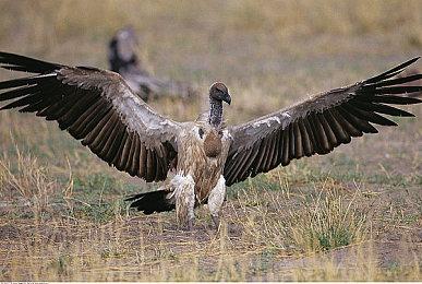 《多重人生》疑似使用AI工具 官方尚未作出回应